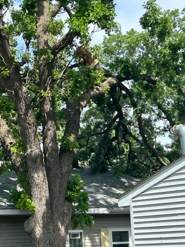 Tree Trimming for Allstate Tree Service and Crane in Spring Lake Park, MN
