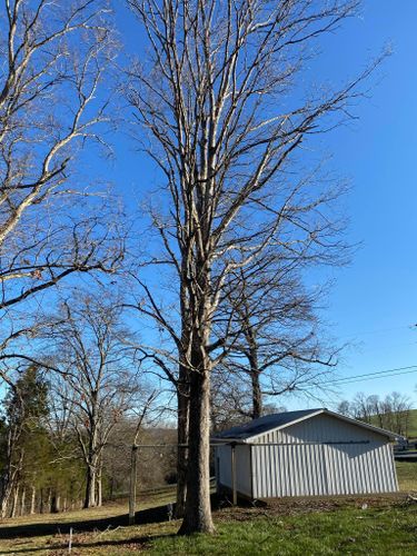 Fall and Spring Clean Up for Atwood’s Tree Care in Liberty,  KY