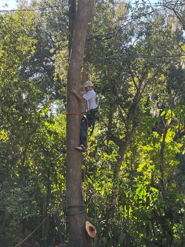  for Narrow Path Tree Service in Deland, FL