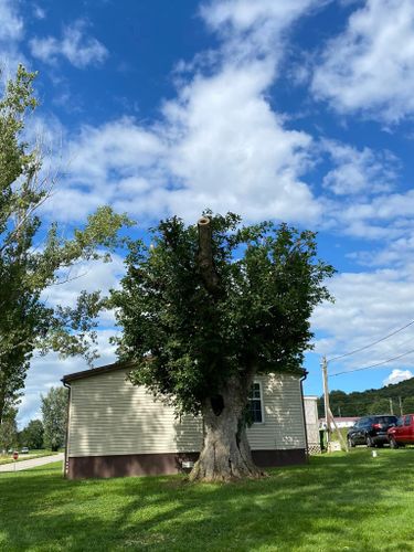 Tree Removal for Atwood’s Tree Care in Liberty,  KY