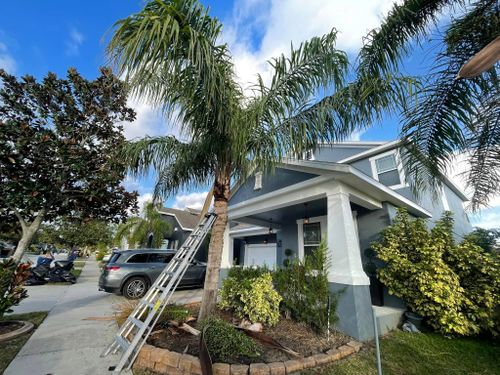 Tree Services for Dandelion Landscaping in Clermont, FL