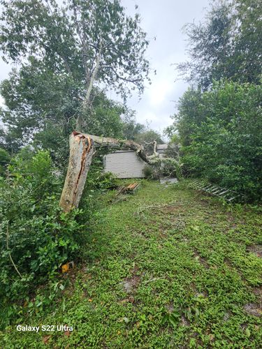 All Photos for Highlife Tree Care And Landscaping in Altamonte Springs, FL