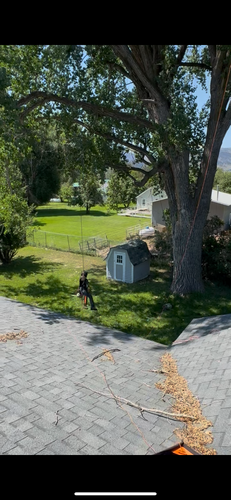 Tree Trimming for Elevated Tree Care in Gillette, WY