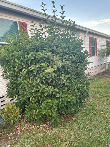 All Photos for A&D Lawn Care of Lakeland in Lakeland, FL