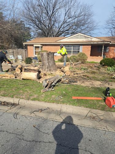 Stump Removal for Chico's Tree Service in Dallas, TX