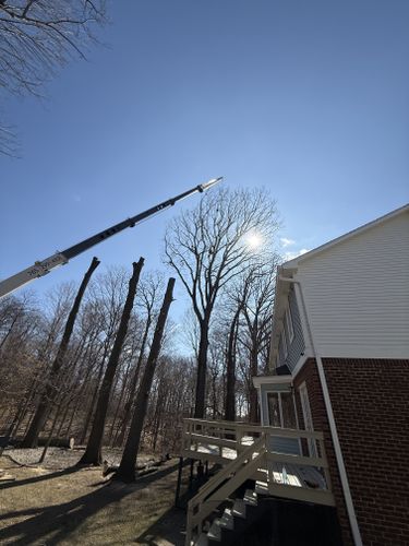  for Advanced Tree Solutions in Rockville, IN