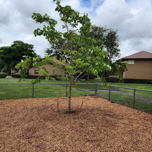 All Photos for Bridgewater Arbor Care LLC in Jupiter, FL