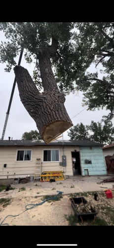 Tree Removal for Elevated Tree Care in Gillette, WY