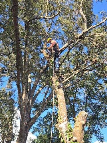 Tree Removal for Near Me Tree Service, Inc. in DeLand, FL