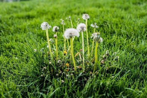  for Green Pro Lawn Care in Greensboro, NC