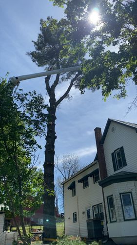 All Photos for Gray's Tree Service  in Shenandoah County, VA