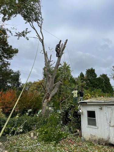 Tree Removal for Rosales Landscaping LLC in Lake Gaston, North Carolina