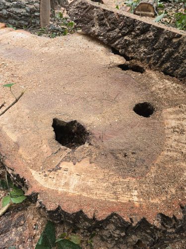 All Photos for Green Brothers Tree Services in Blacksburg, Virginia