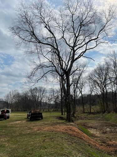  for Jace’s Tree & Stump Removal in Franklin, TN