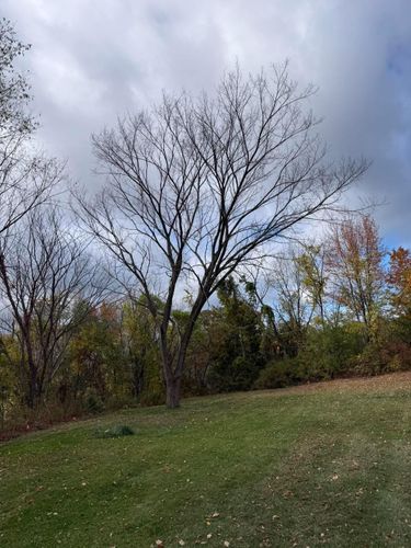  for Sterlings Tree Removal in Cobleskill, New York