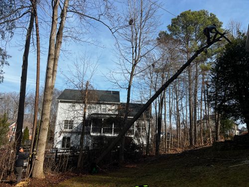 Tree Removal for DIAZ TREE in Stafford, VA
