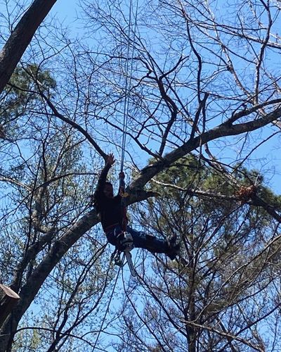  for Kingdom Tree Cuts in Birmingham, AL