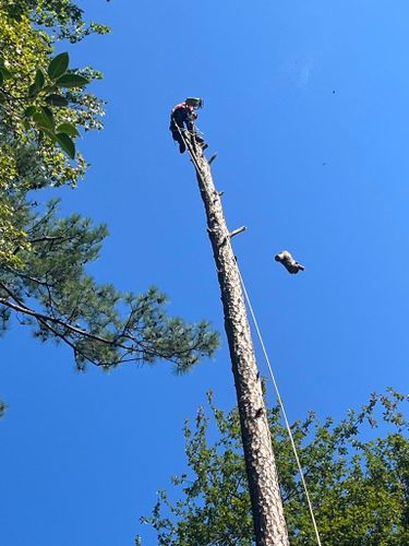  for Pink Pelican Tree Service & Landscaping in Columbia, SC