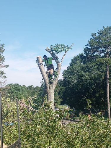 Tree Removal for Backwoods Tree Experts in Hickory, NC