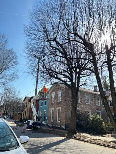 All Photos for Pro Tree Trim & Removal, Llc in Dayton, OH