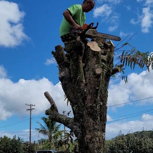 Tree Services for Big Island Coconut Company in Pilialoha, HI