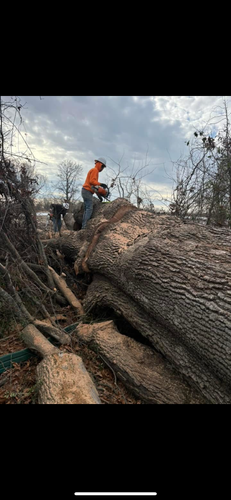  for Curtis Tree Service LLC in Hopkins County, KY
