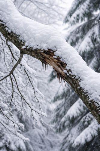  for Oakwood Tree Removal LLC in Oak Creek,  WI