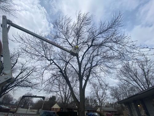 All Photos for Pro Tree Trim & Removal, Llc in Dayton, OH