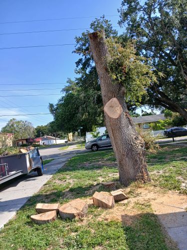 All Photos for A Southern Style Tree Service in Orlando, FL