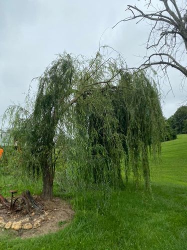 Tree Removal for Atwood’s Tree Care in Liberty,  KY