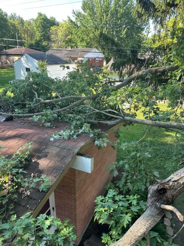 All Photos for Pro Tree Trim & Removal, Llc in Dayton, OH