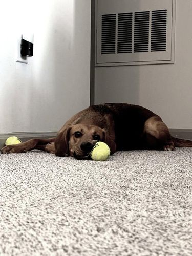  for Good Boys LLC in Irondequoit, NY