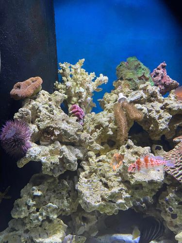 Reef Tanks for Aquariums by Sharyn in The State of Florida, FL