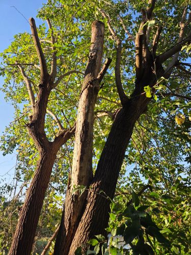  for Lawn Ranger Yard And Tree Service LLC in Ottumwa, IA