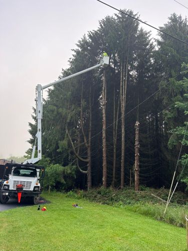  for Mad Tree Service in Cochranton, PA