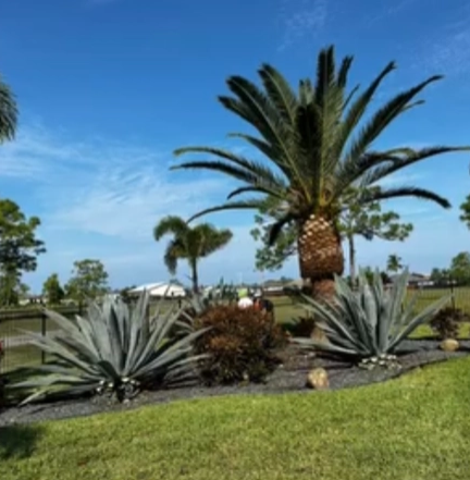 Palm Trimming for Lawn Caring Guys in Cape Coral, FL