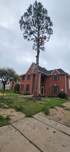  for Servin's Tree Care  in Houston, TX