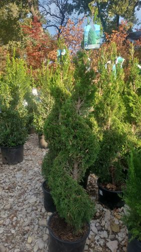 Planting for Jose's Yardservice in Keller, TX