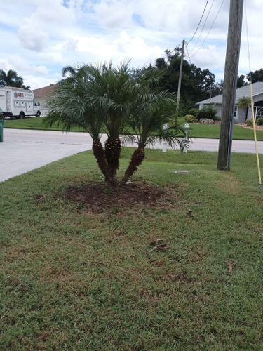 Palm Planting and Maintenance for Unity Maintenance and More LLC in Englewood, FL