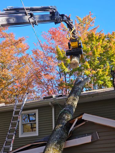 All Photos for AAA Tree Cutting in Shavertown, PA