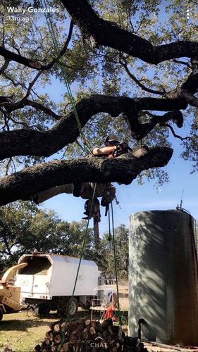 Tree Removal for Braun Tree Service in Cameron, TX