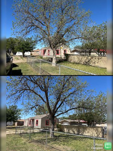 Tree Trimming for Compas Cleanup in McCamey, TX