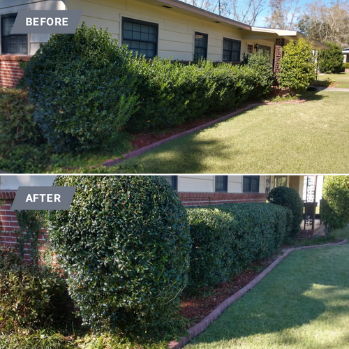 Shrub Trimming for Down & Dirty Lawn Svc  in Tallahassee, FL