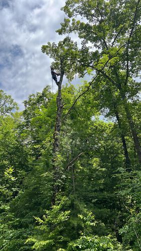 Tree Climbing Services for Brothers Tree Service in Burnsville, NC
