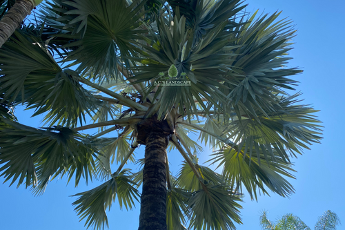 Palm Trimming for A.C.'s Landscape and Lawn Maintenance in   Coral Springs, FL