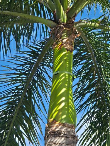 Palm Strapping for Bridgewater Arbor Care in Jupiter, FL