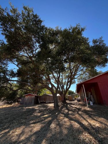 Tree Removal for A1 Junk & Tree Solutions, LLC in Paso Robles, CA