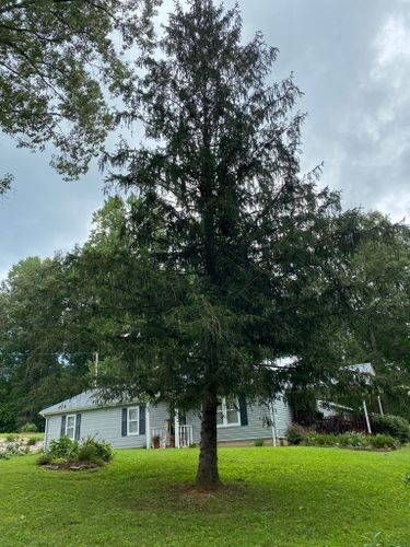 Tree Removal for Atwood’s Tree Care in Liberty,  KY