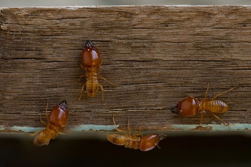  for Altamaha Pest Control, Inc. in Claxton, GA