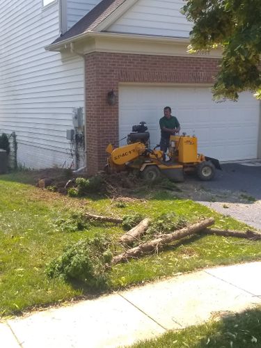 Tree Removal for Mario's Tree Service in Richmond, VA